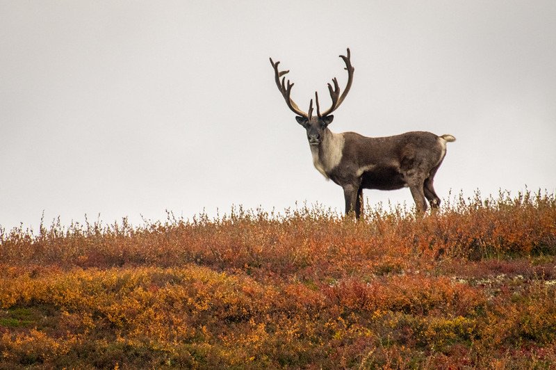caribou-bio’s-journey-with-off-the-shelf-cell-therapy-reaches-the-end-of-the-road