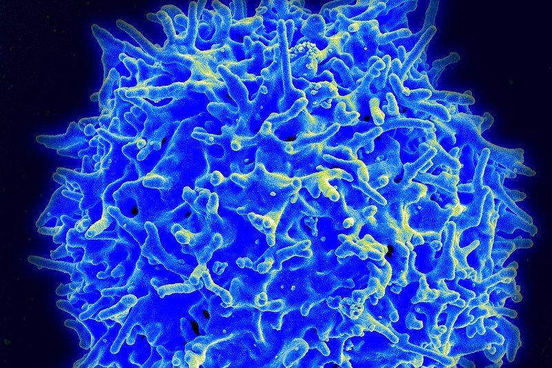 Immunology Startup ai3Bio Aims to Redefine What It Means to Reset the Immune System