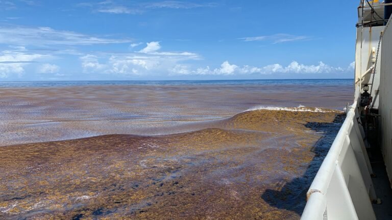 study-clearly-identifies-nutrients-as-a-driver-of-the-great-atlantic-sargassum-belt