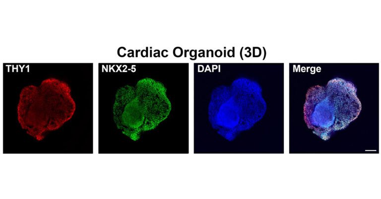new-3d-model-shows-how-cadmium-exposure-may-affect-heart-development