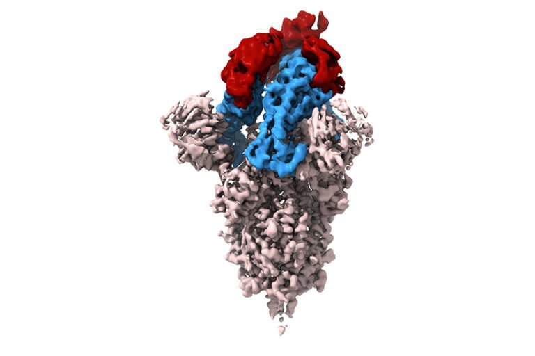 tiny-antibodies-may-provide-new-tool-to-fight-covid-19