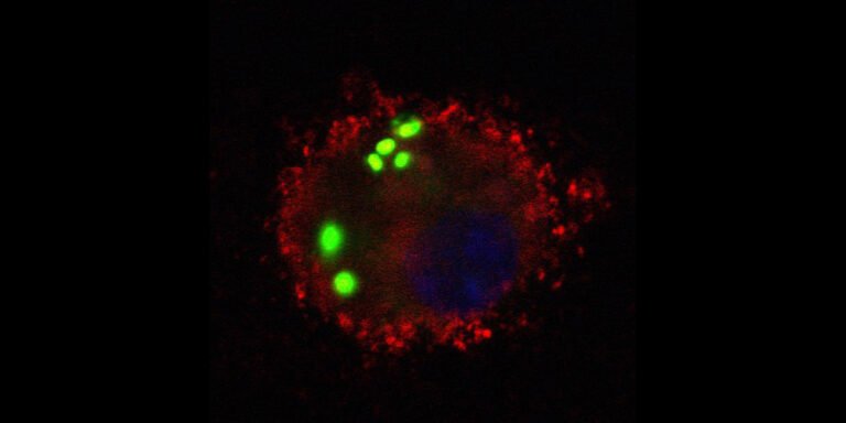 researchers-target-a-mouse’s-own-cells,-rather-than-using-antibiotics,-to-treat-pneumonia