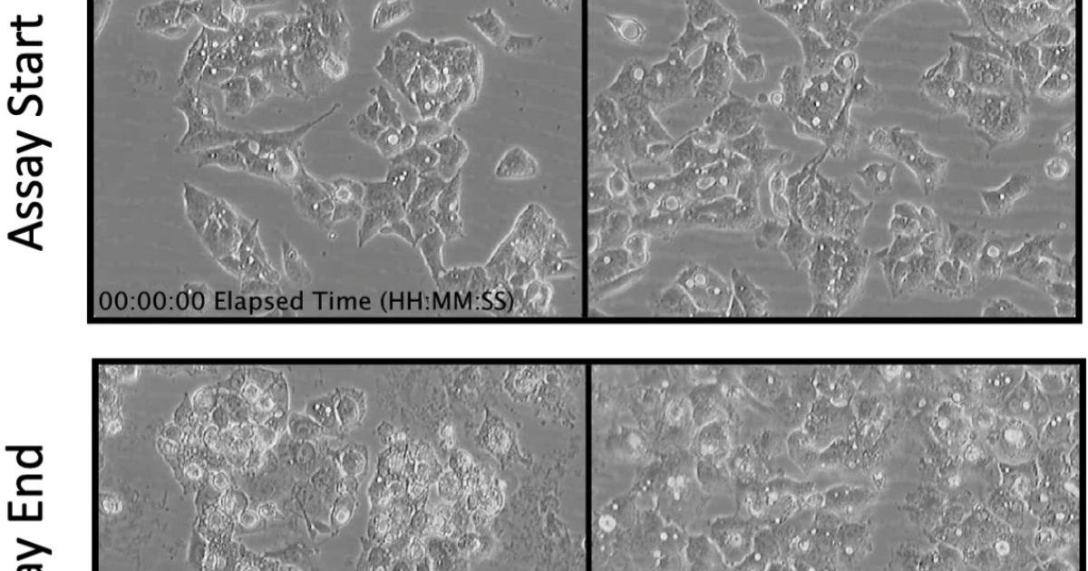 Oregon State Researchers Discover New Class of Cancer Fighting Compounds