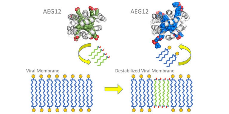 study-of-mosquito-protein-could-lead-to-treatments-against-life-threatening-viruses