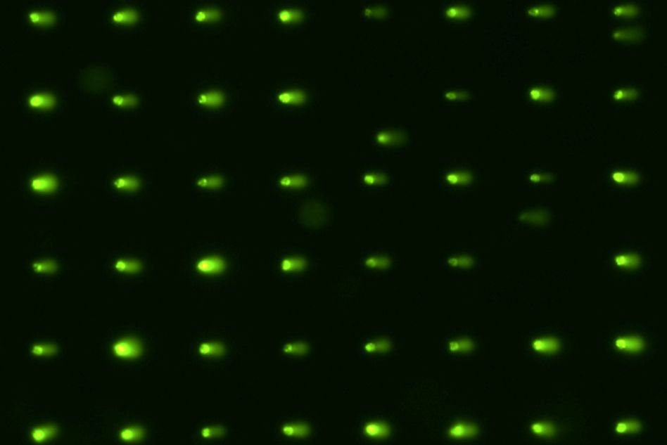 Screen Could Offer Better Safety Tests for New Chemicals