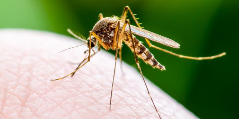 graphene-shield-shows-promise-in-blocking-mosquito-bites