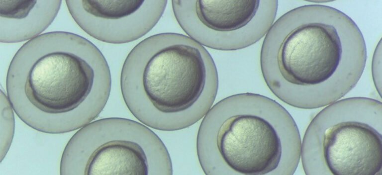 folic-acid-reduces-risk-of-defects-linked-to-dolutegravir